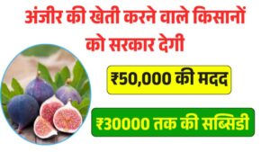 Bihar Anjeer Vikas Yojana